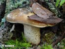 masliak - Suillus bellinii (Suillus bellinii)