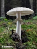 muchomůrka citronová bílá (Amanita citrina var. alba)