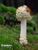 muchomůrka královská (Amanita regalis)