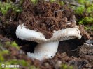 muchomůrka krátkonohá (Amanita curtipes)