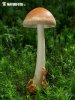 muchomůrka plavá (Amanita fulva)