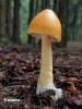 muchomůrka šafránová (Amanita crocea)