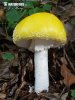 muchomůrka žlutá (Amanita muscaria var. guessowii)