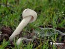 muchotrávka - Amanita torrendii