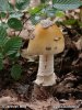 muchotrávka chrastavá (Amanita ceciliae)