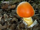 muchotrávka cisárska (Amanita caesarea)