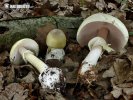 muchotrávka zelená + pečiarka hájová (Amanita phalloides + Agaricus silvicola)