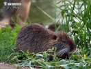 Nutrie (Myocastor coypus)