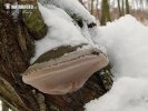 ohňovec obecný (Phellinus igniarius)