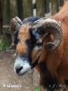 Ovce kamerunská domácí (Ovis ammon f. aries)