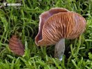 pavučinec blíže neurčený 2 (Cortinarius sp.)