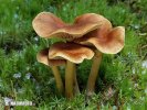 pavučinec blíže neurčený 3 (Cortinarius sp.)