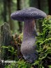 pavučinec fialový (Cortinarius violaceus)