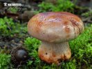 pavučinec hnědofialový (Cortinarius rufo-olivaceus)