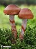 pavučinec náramkovitý (Cortinarius armillatus)