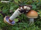 pavučinec různý - Znaky hub (Cortinarius varius)