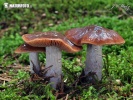 pavučinovec - Cortinarius stillatitius (Cortinarius stillatitius)