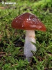 pavučinovec - Cortinarius stillatitius