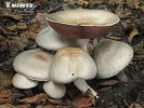 pečiarka páchnuca (Agaricus xanthodermus var. griseus)