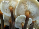 penízovka letní - Znaky hub (Flammulina fennae)