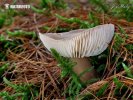 penízovka máslová kuželovitá (Rhodocollybia butyracea f. asema)