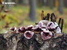 pevníkovec purpurový (Chondrostereum purpureum)