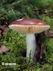 plávka celistvookrajová (Russula integra)