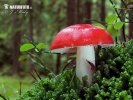 plávka škodlivá (Russula emetica)