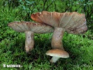 plávka škvrnitolupeňová (Russula illota)