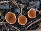 pohárik spáleniskový (Geopyxis carbonaria)