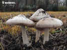 pošvovec obyčajný (Volvariella gloiocephala)