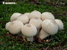 prášnica bradavičnatá (Lycoperdon perlatum)