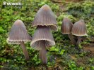 prilbička chlórová (Mycena stipata)