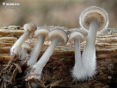 prilbička hnedosivá (Mycena tintinnabulum)