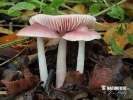 prilbička ružovkastá (Mycena rosea)