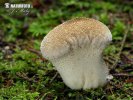 pýchavka obecná (Lycoperdon perlatum)