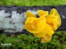 rosolovka mozkovitá (Tremella mesenterica)