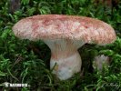 rýdzik kravský (Lactarius torminosus)