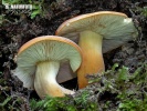 rýdzik surovičkový (Lactarius volemus)