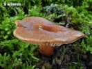 ryzec atlantský (Lactarius atlanticus)