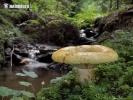 ryzec ďubkovaný (Lactarius scrobiculatus)