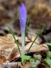 Šafrán karpatský (Crocus heuffelianus)