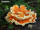 sírovec žlutooranžový (Laetiporus sulphureus)