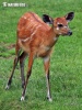 Sitatunga západoafrická (Tragelaphus spekei gratus)