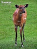 Sitatunga západoafrická