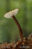 slizečka chlupatá (Oudemansiella melanotricha)