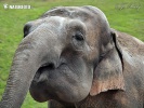 Slon ázijský