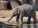 Slon ázijský