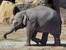 Slon indický