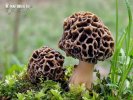 smrž jedlý (Morchella vulgaris)